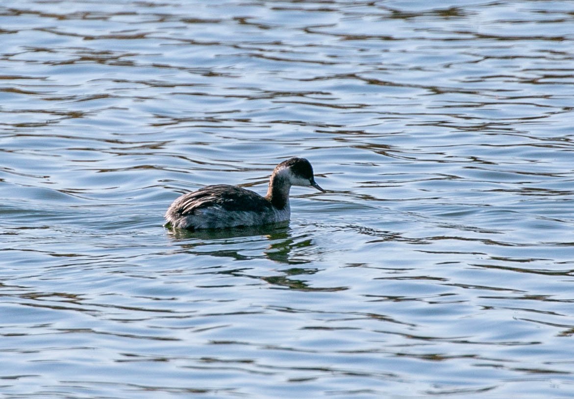 Eared Grebe - ML645915650