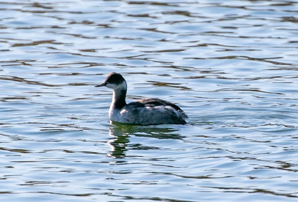 Eared Grebe - ML645915651