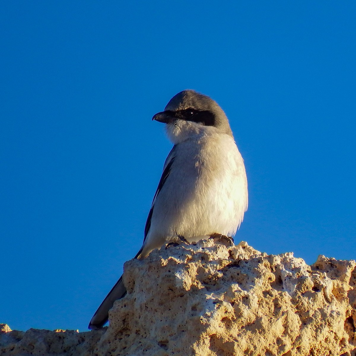 Loggerhead Shrike - ML645915669