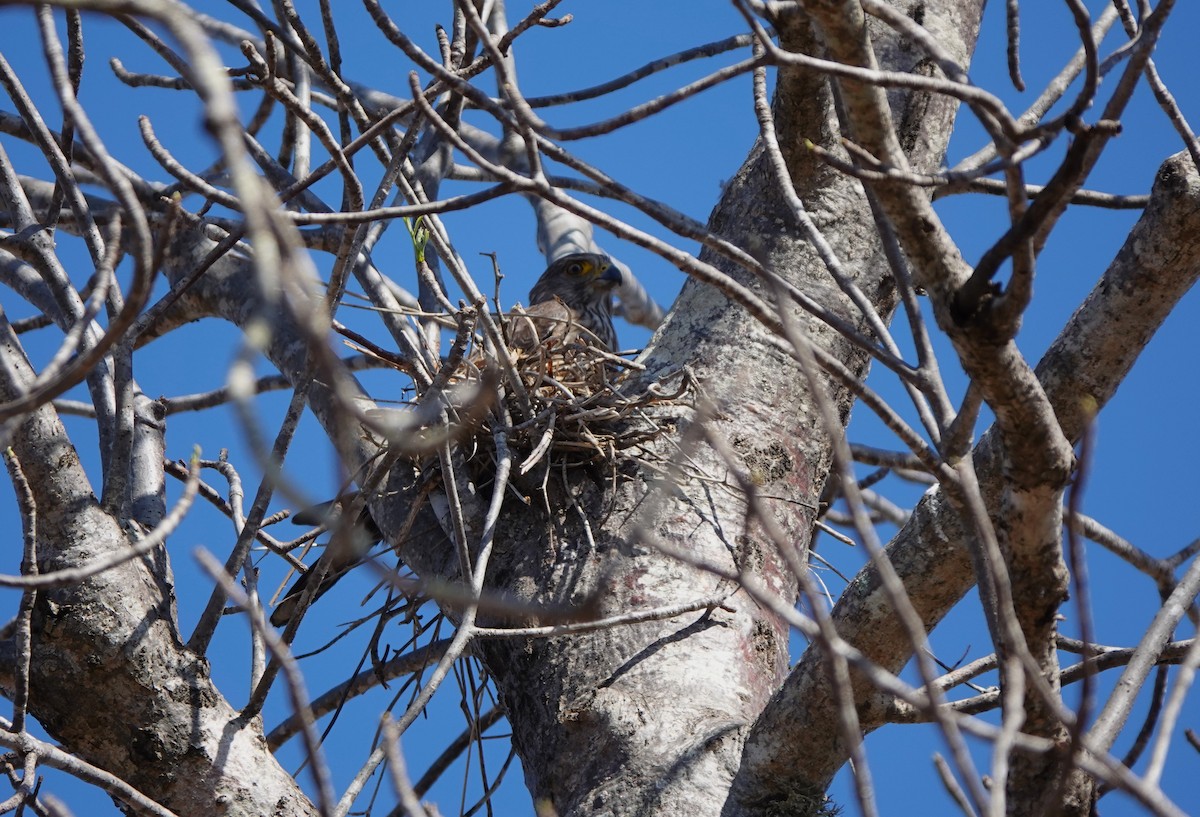 Banded Kestrel - ML645915677