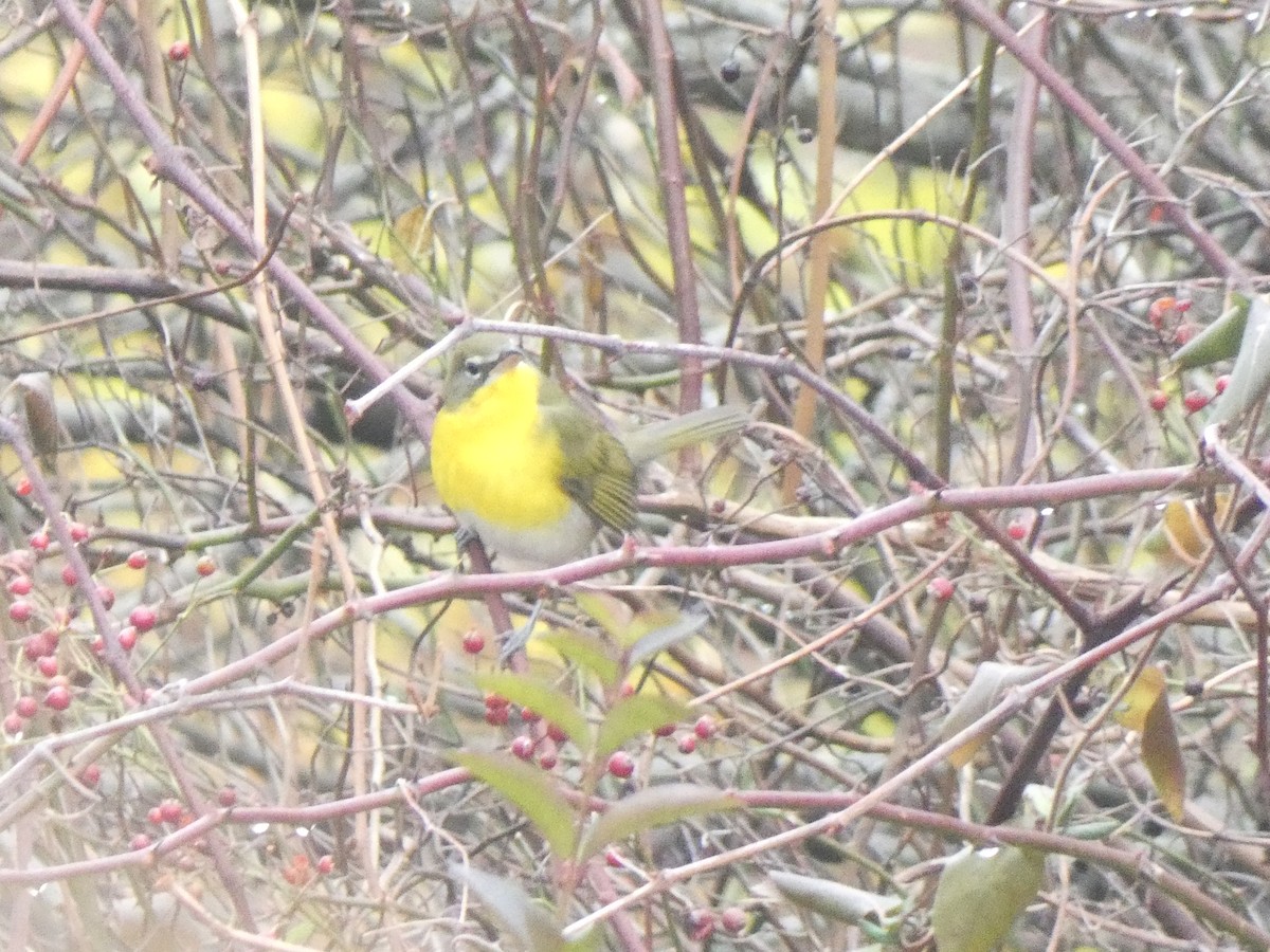 Yellow-breasted Chat - ML645915680