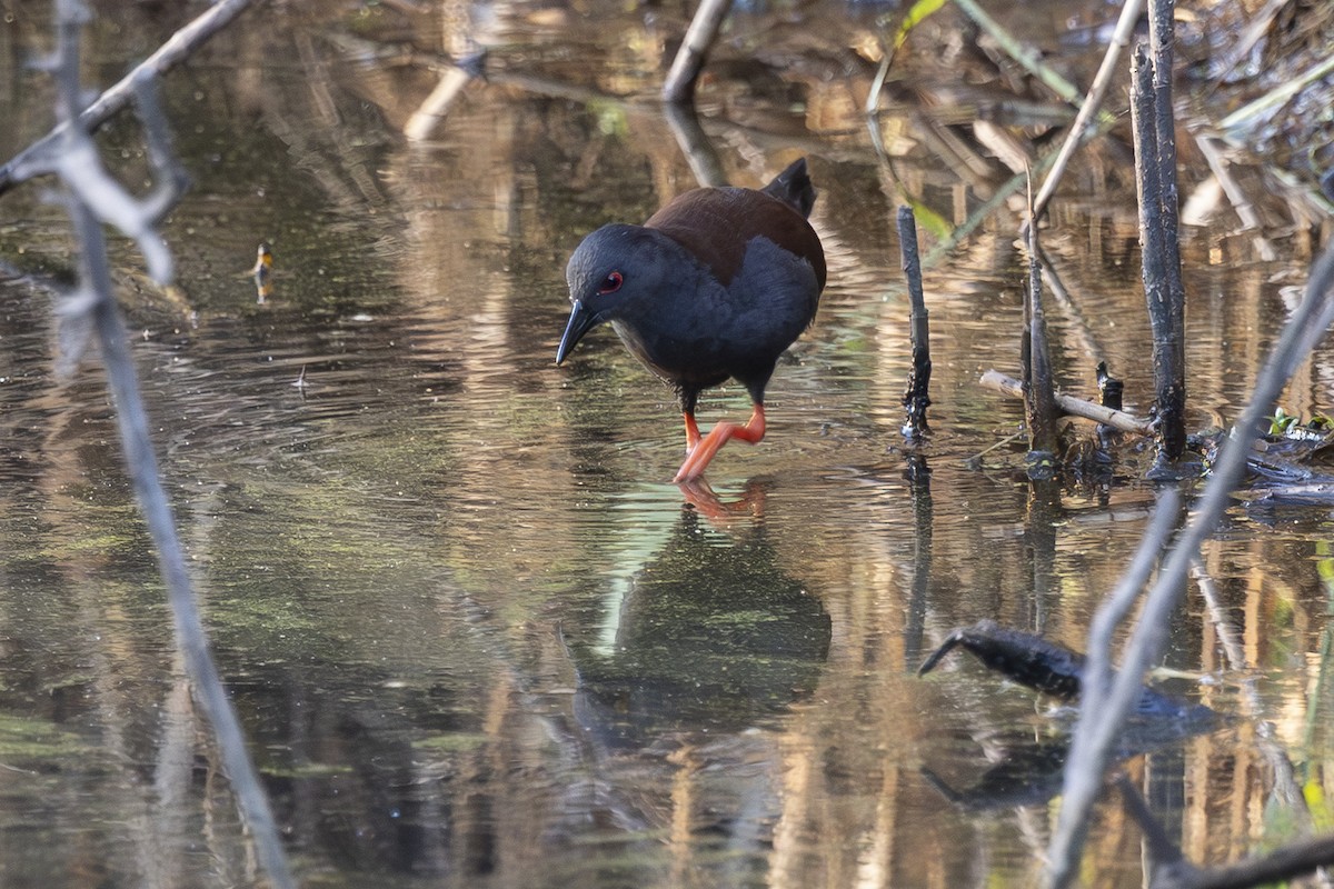 Spotless Crake - ML645915690