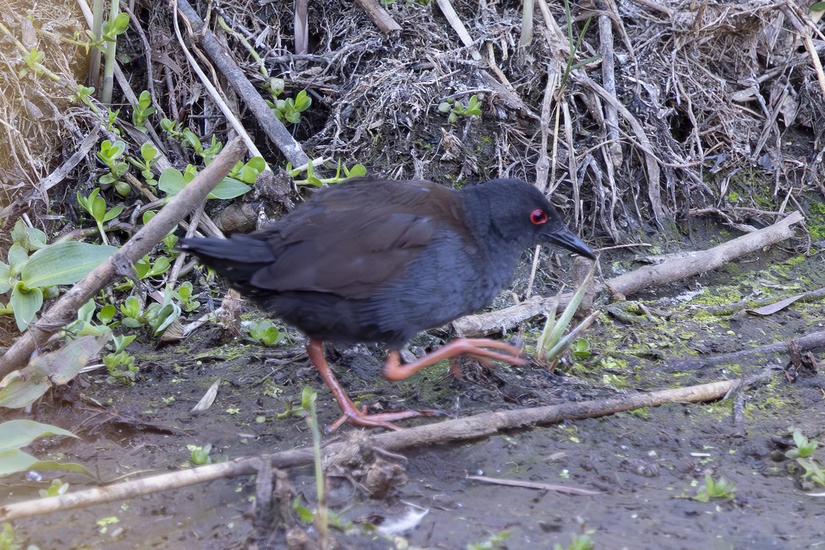Spotless Crake - ML645915691