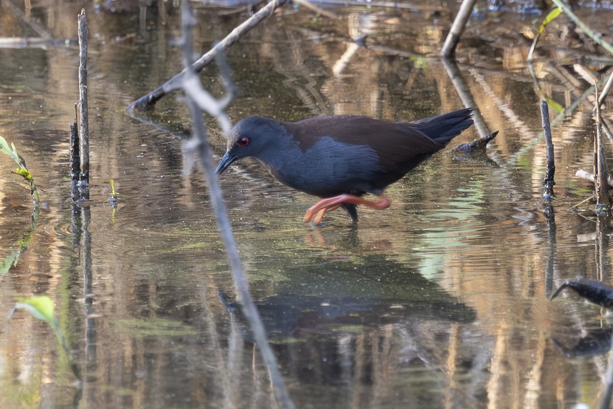 Spotless Crake - ML645915692