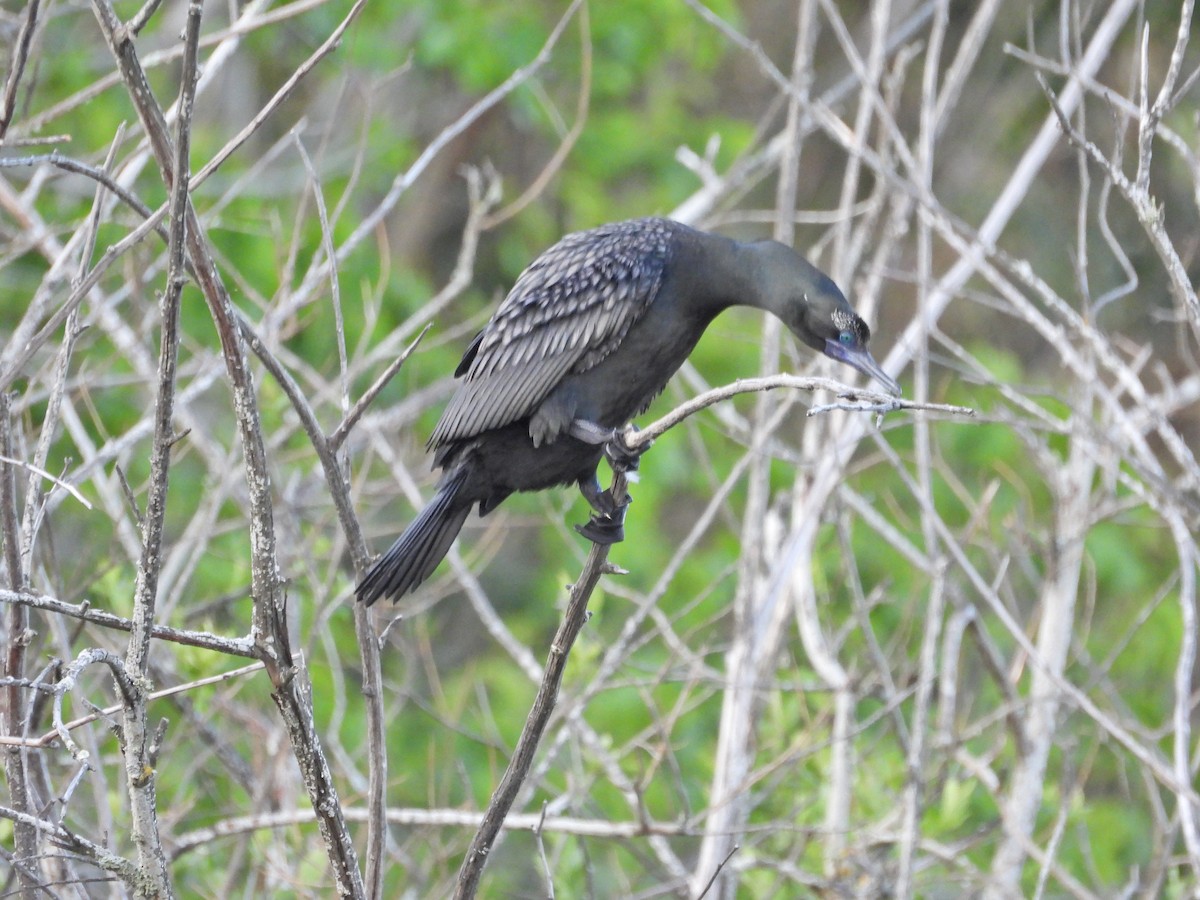 Little Black Cormorant - ML645915693