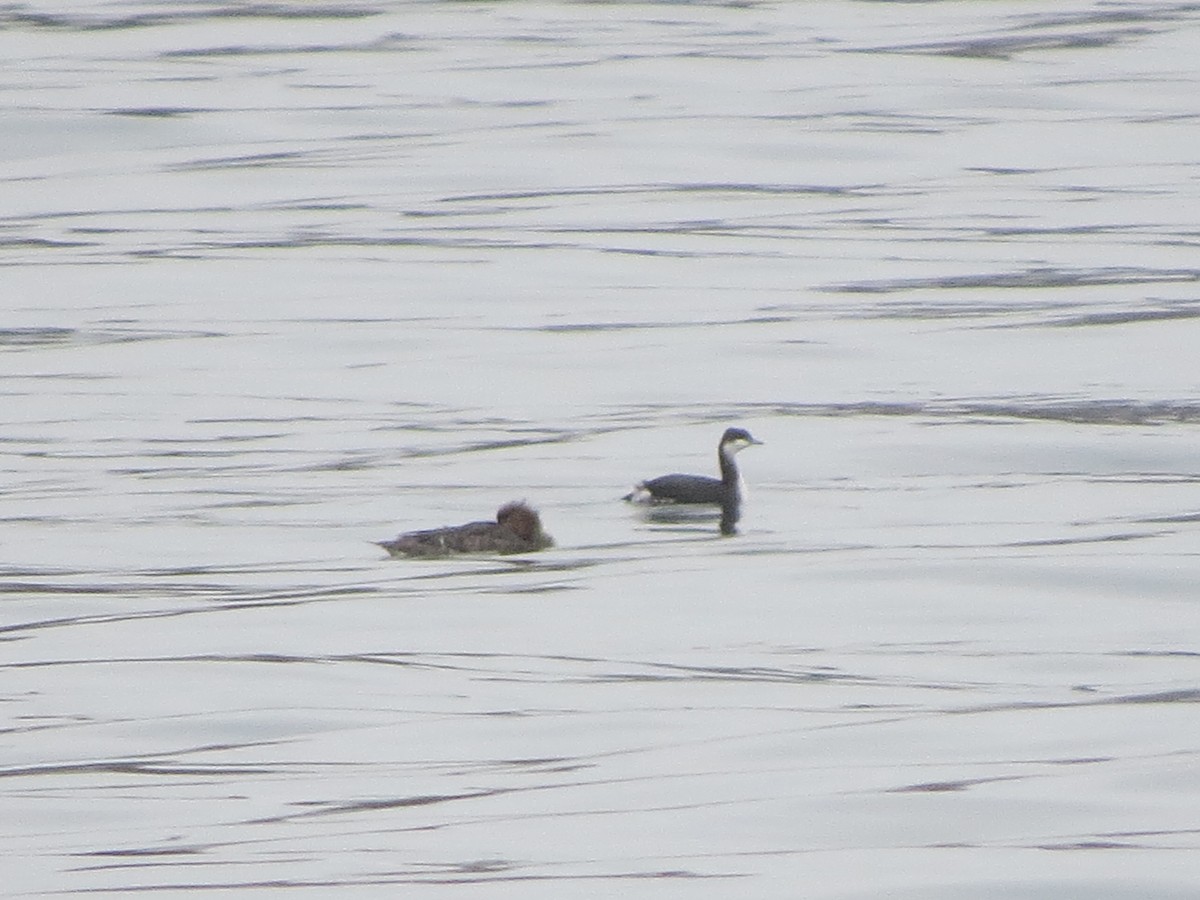 Horned Grebe - ML645915694