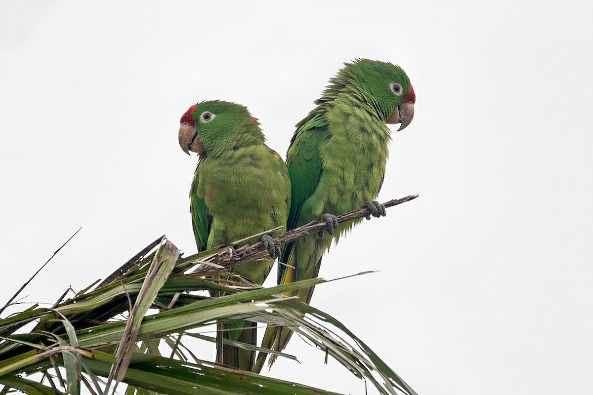 Crimson-fronted Parakeet - ML645915695