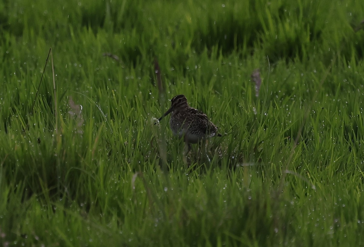 Puna Snipe - ML645915697