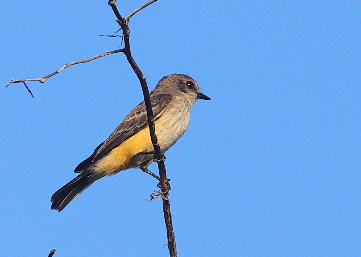 Vermilion Flycatcher - ML645915698