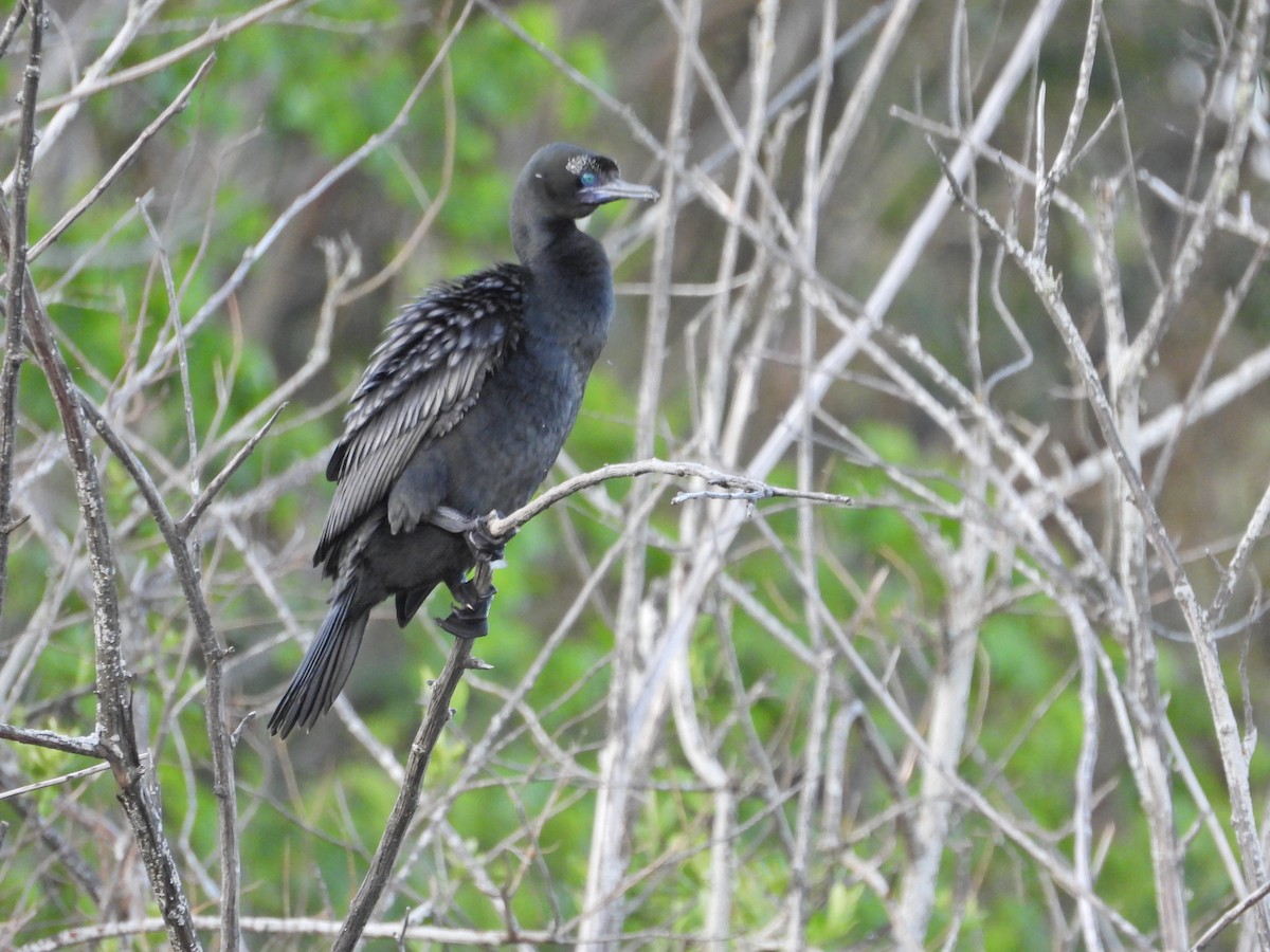 Little Black Cormorant - ML645915699