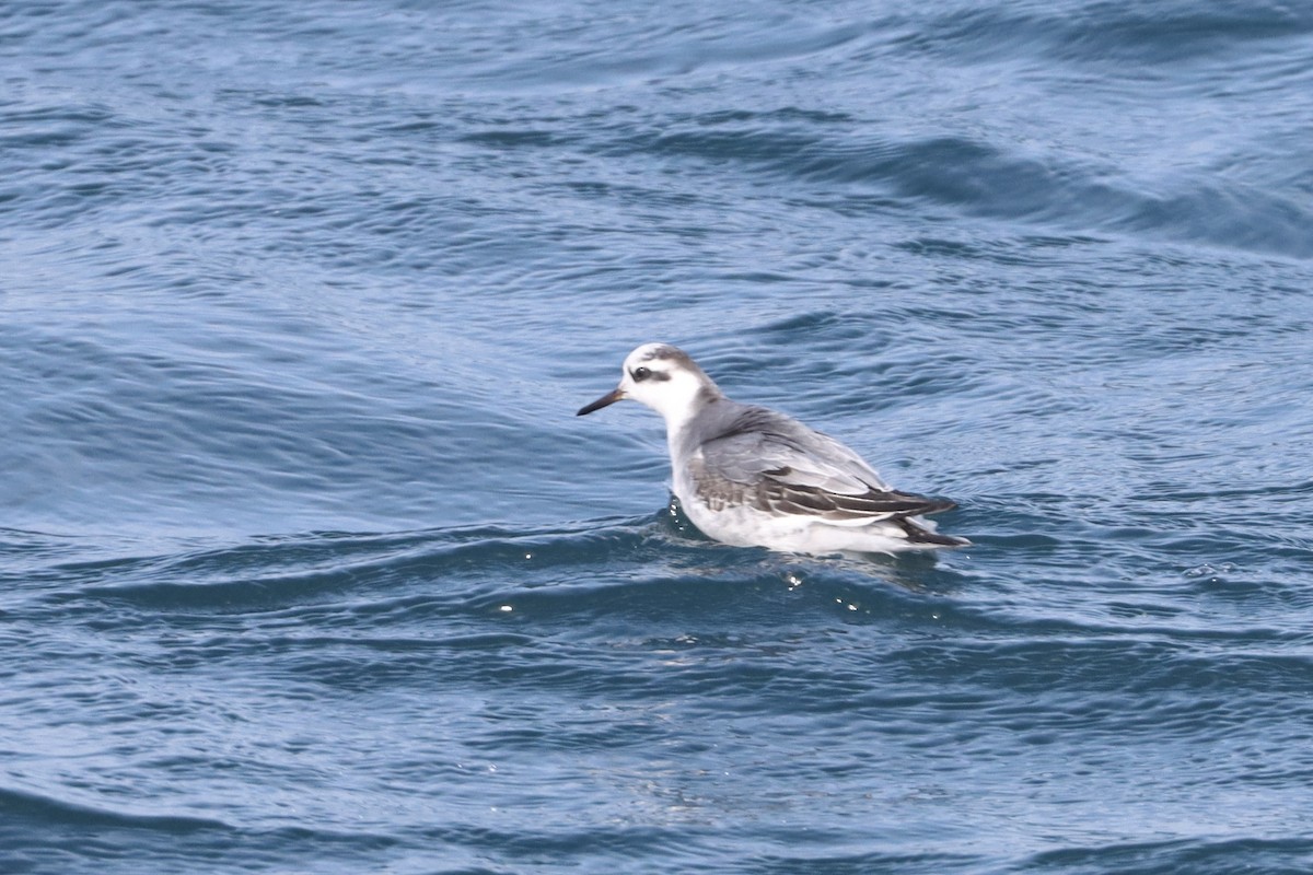 Red Phalarope - ML645915703