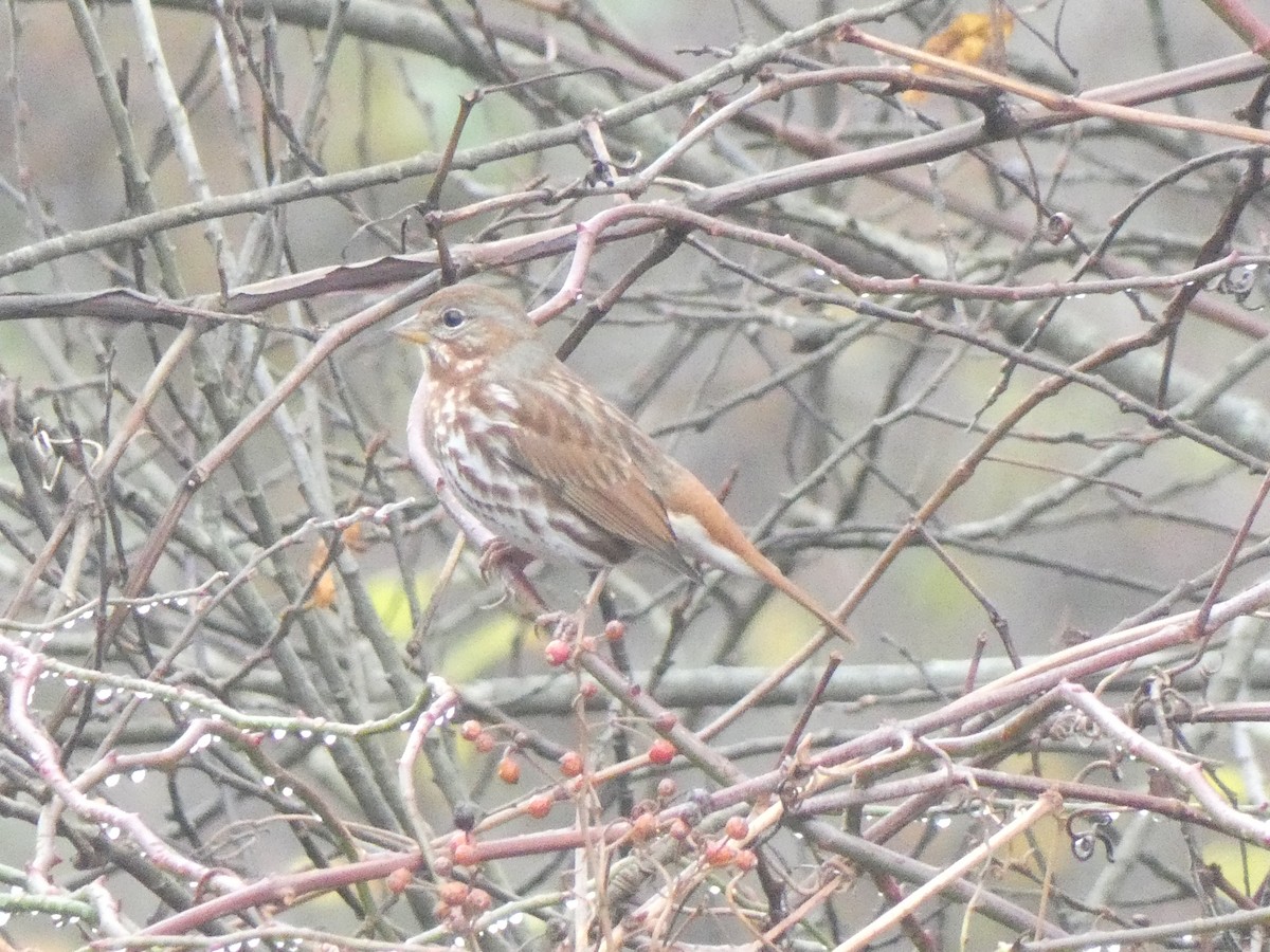 Fox Sparrow (Red) - ML645915704