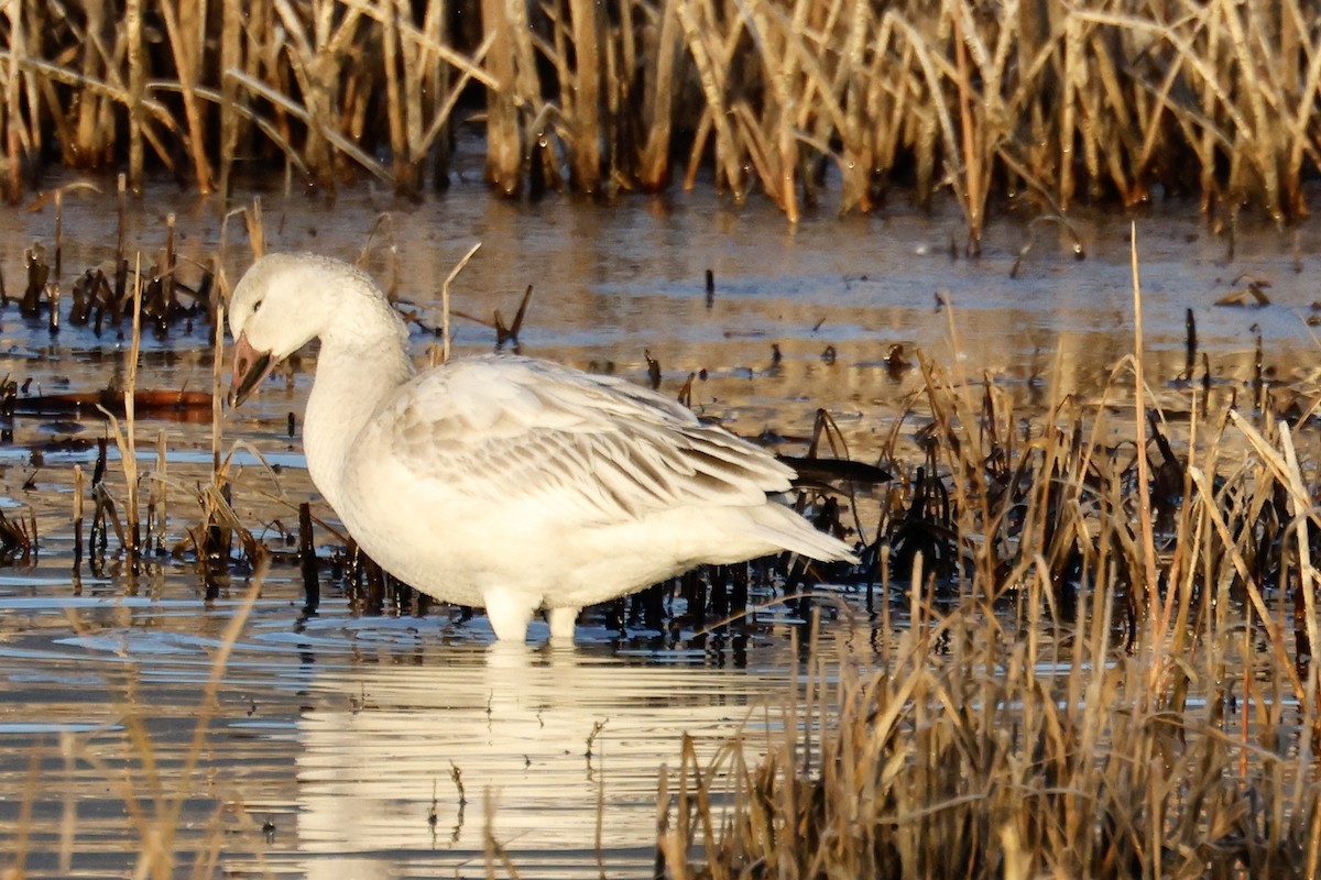 Snow Goose - ML645915705