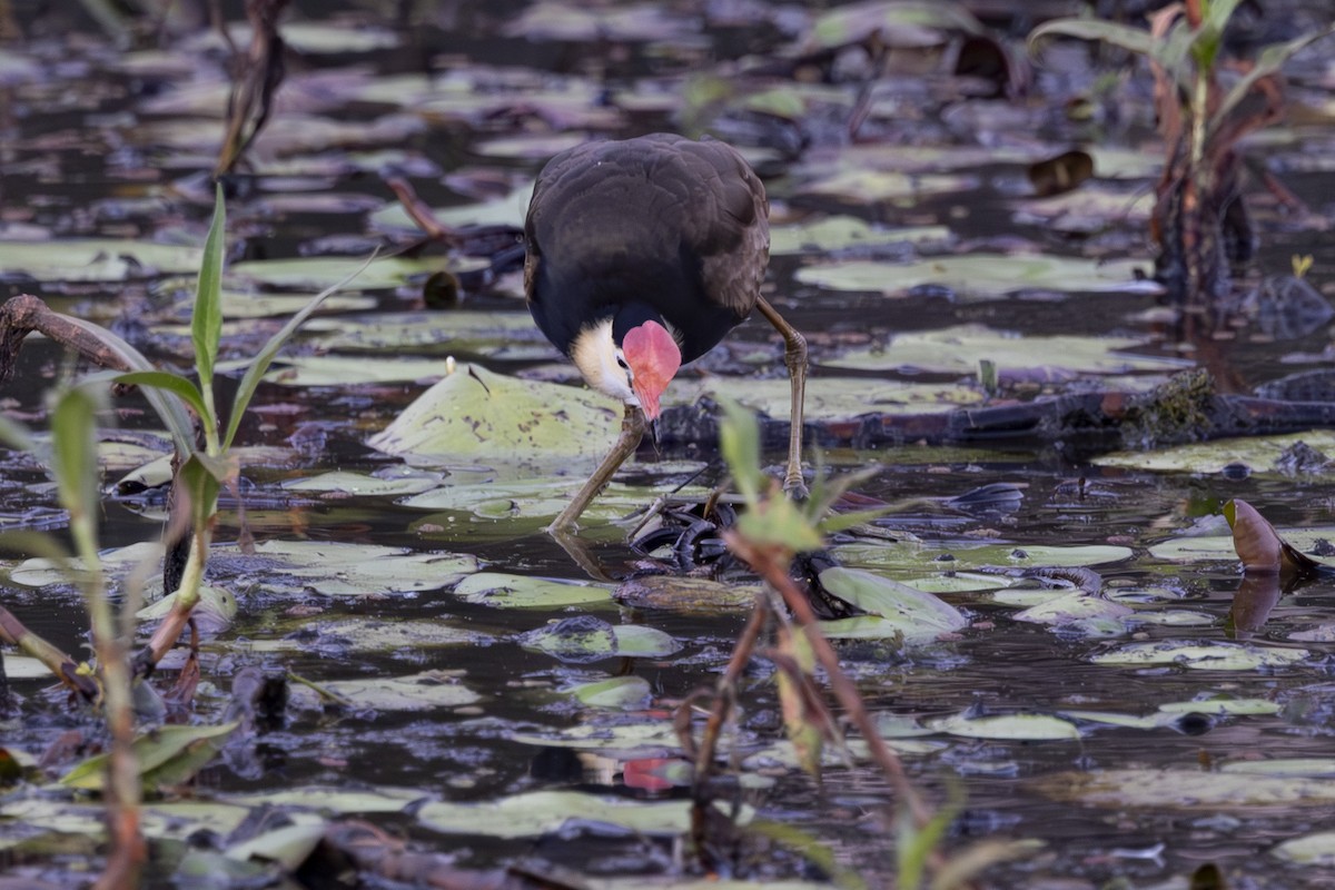Comb-crested Jacana - ML645915706