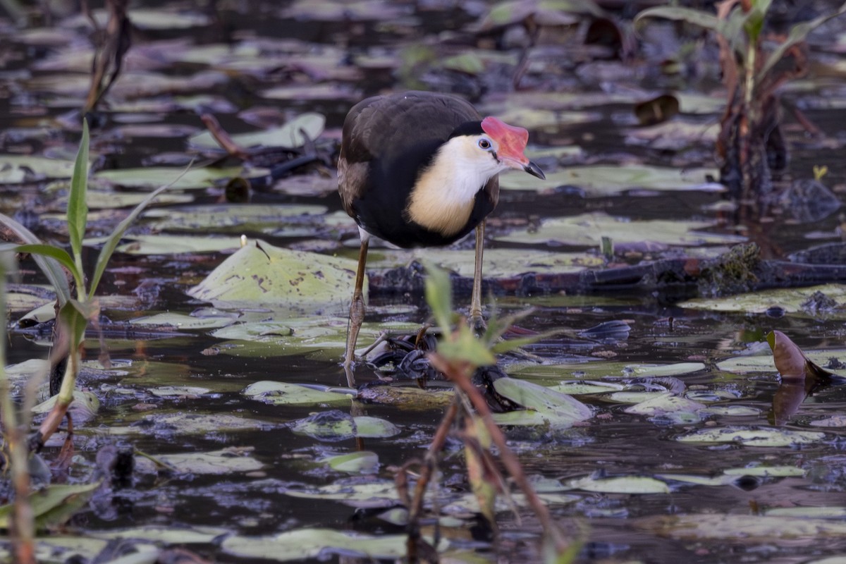 Comb-crested Jacana - ML645915707