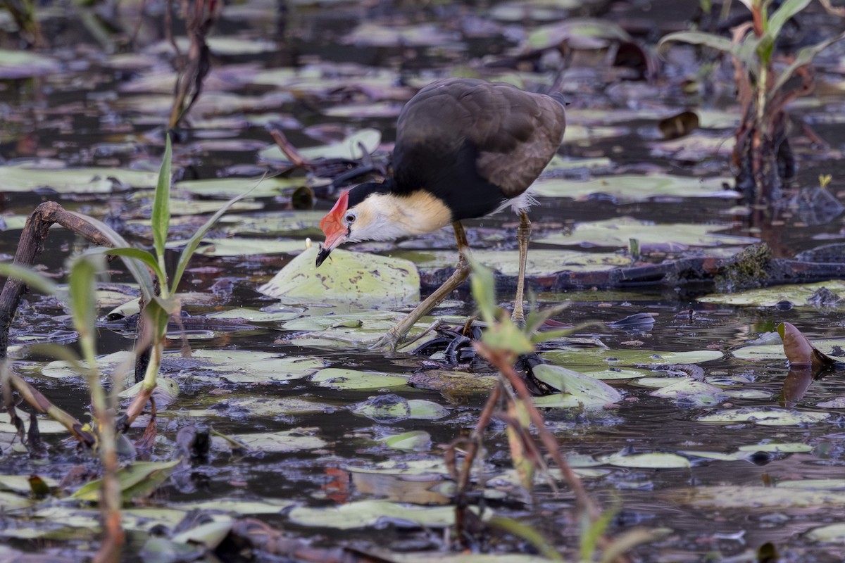 Comb-crested Jacana - ML645915708