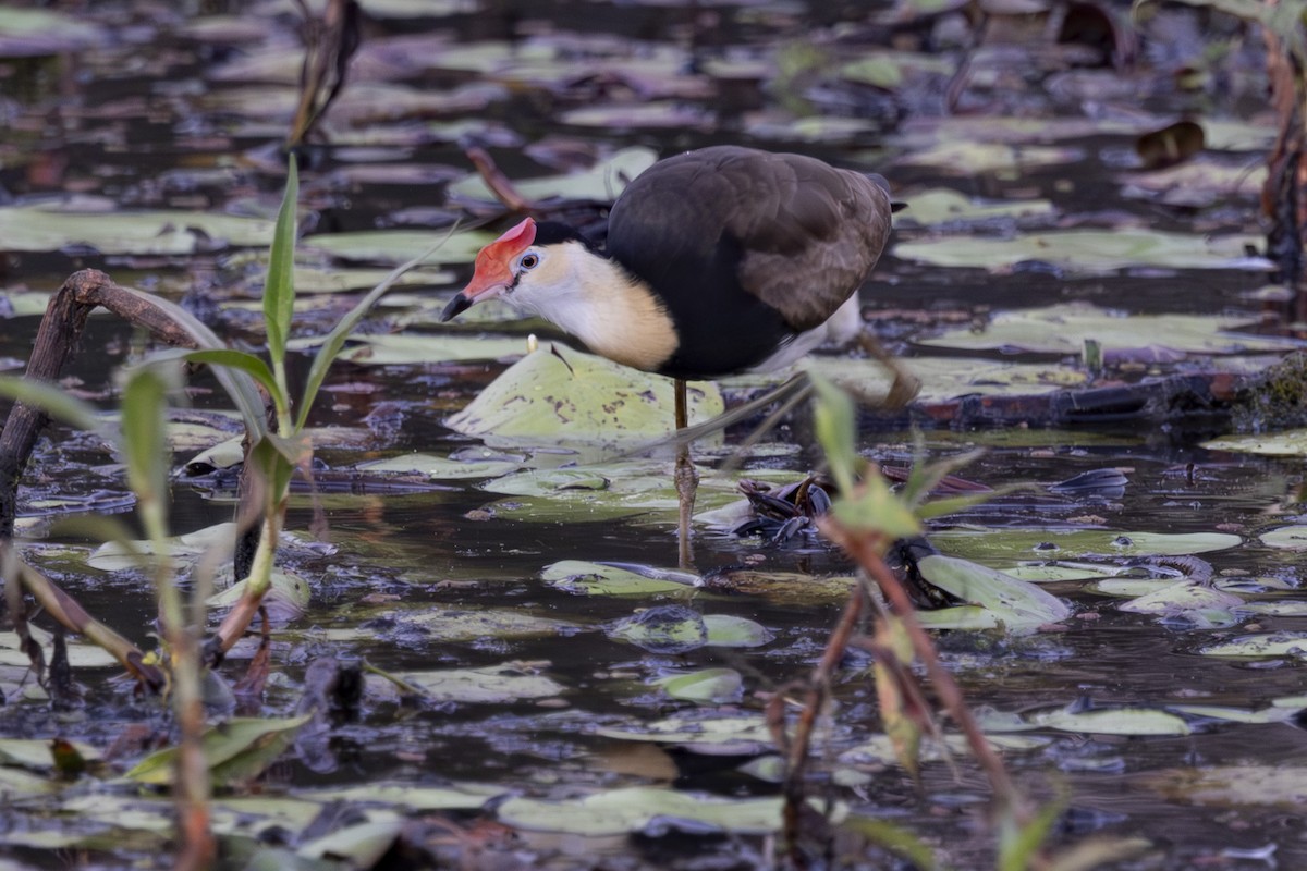 Comb-crested Jacana - ML645915709