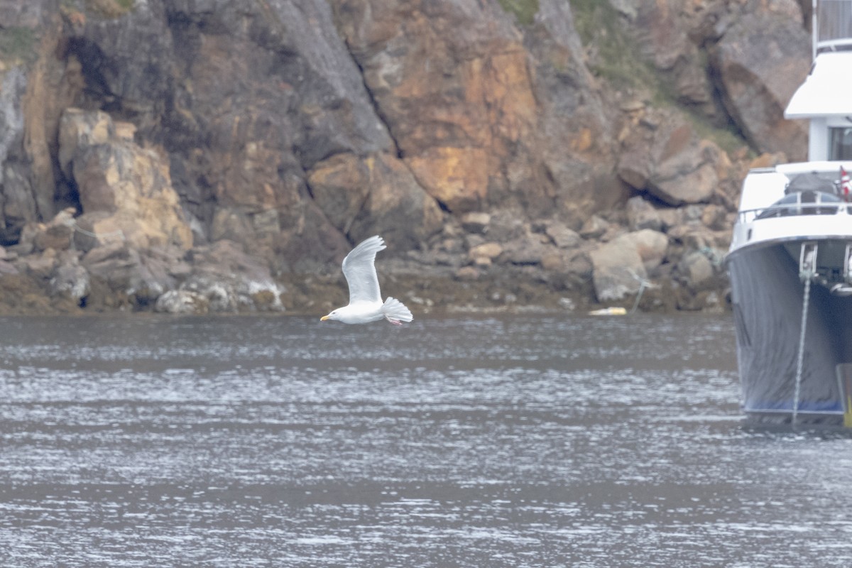 Glaucous Gull - ML645915710