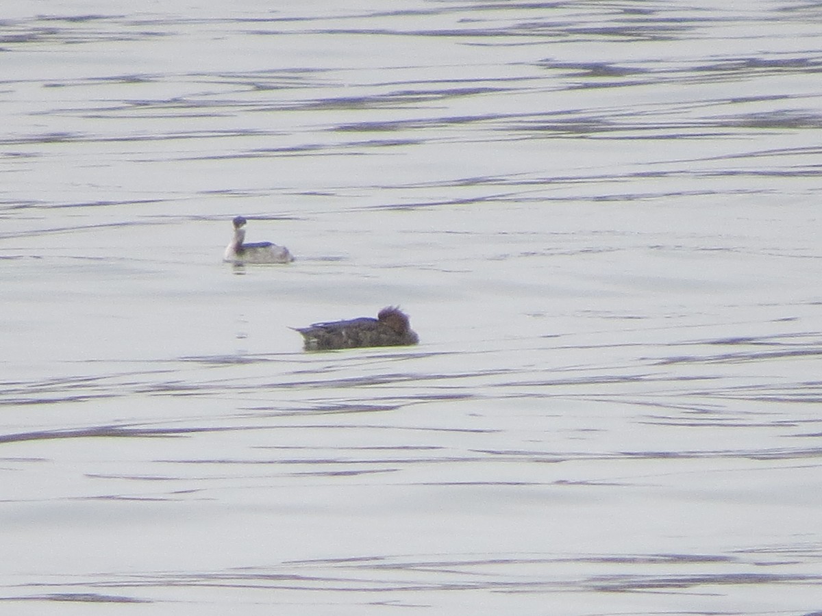 Horned Grebe - ML645915711