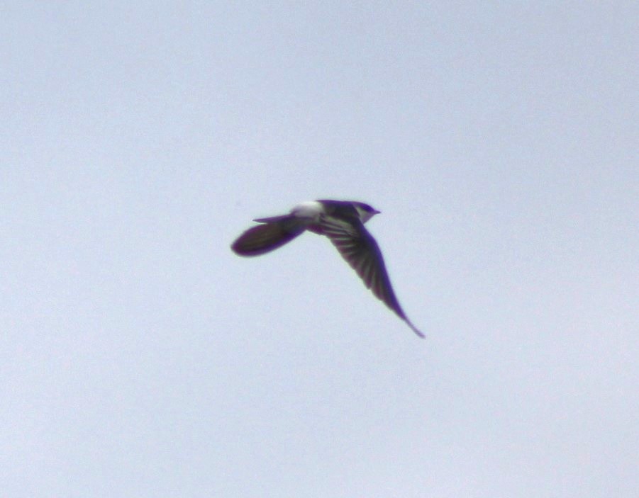 White-winged Swallow - ML645915712