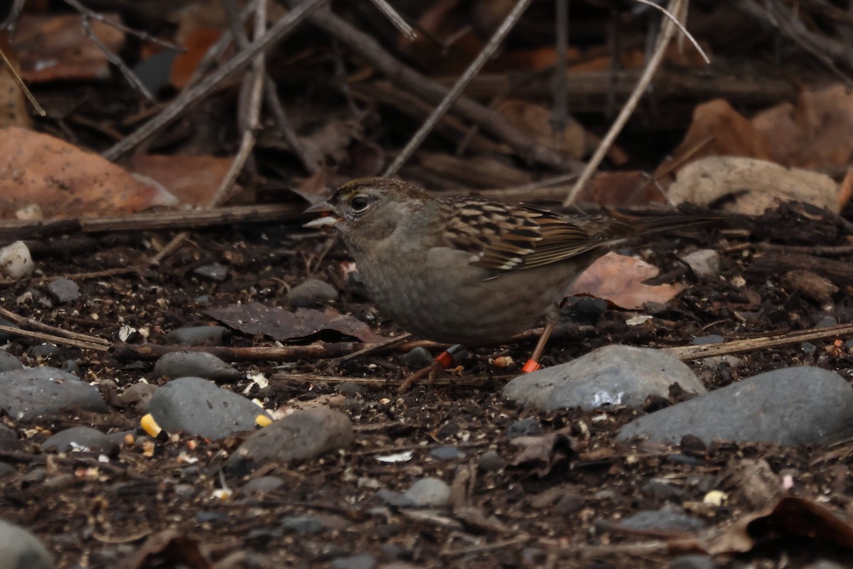 Golden-crowned Sparrow - ML645915713