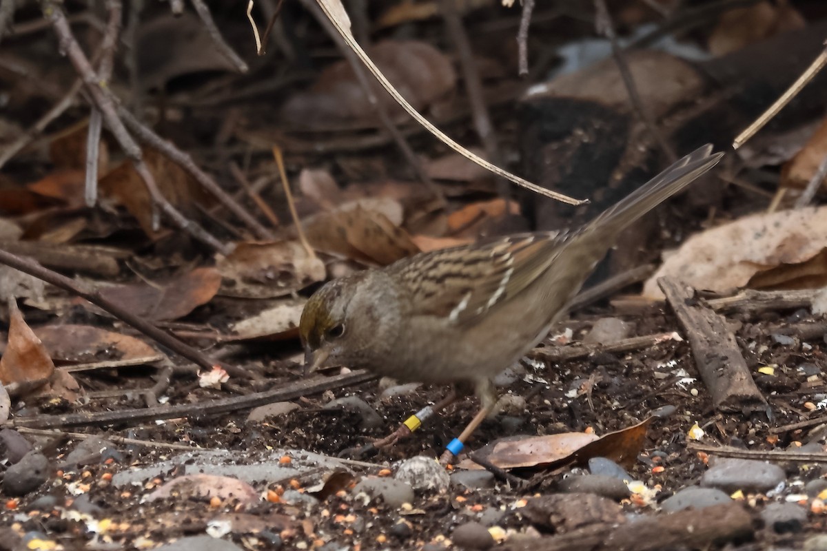 Golden-crowned Sparrow - ML645915714