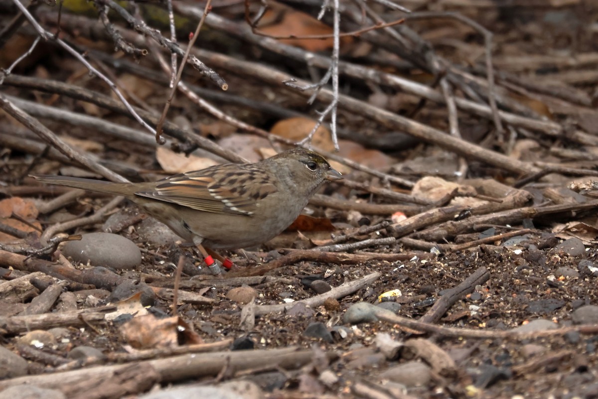Golden-crowned Sparrow - ML645915715