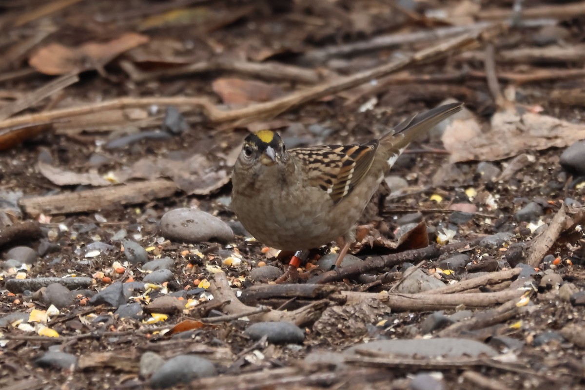 Golden-crowned Sparrow - ML645915716