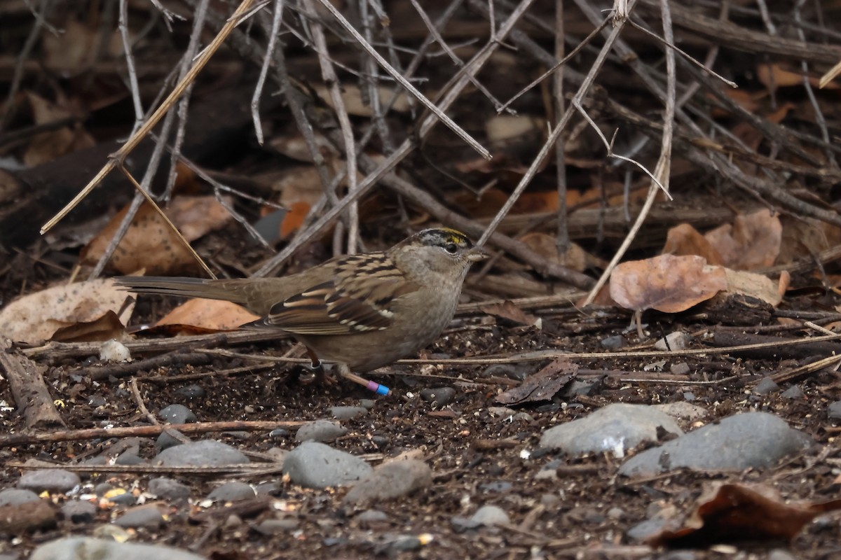 Golden-crowned Sparrow - ML645915717