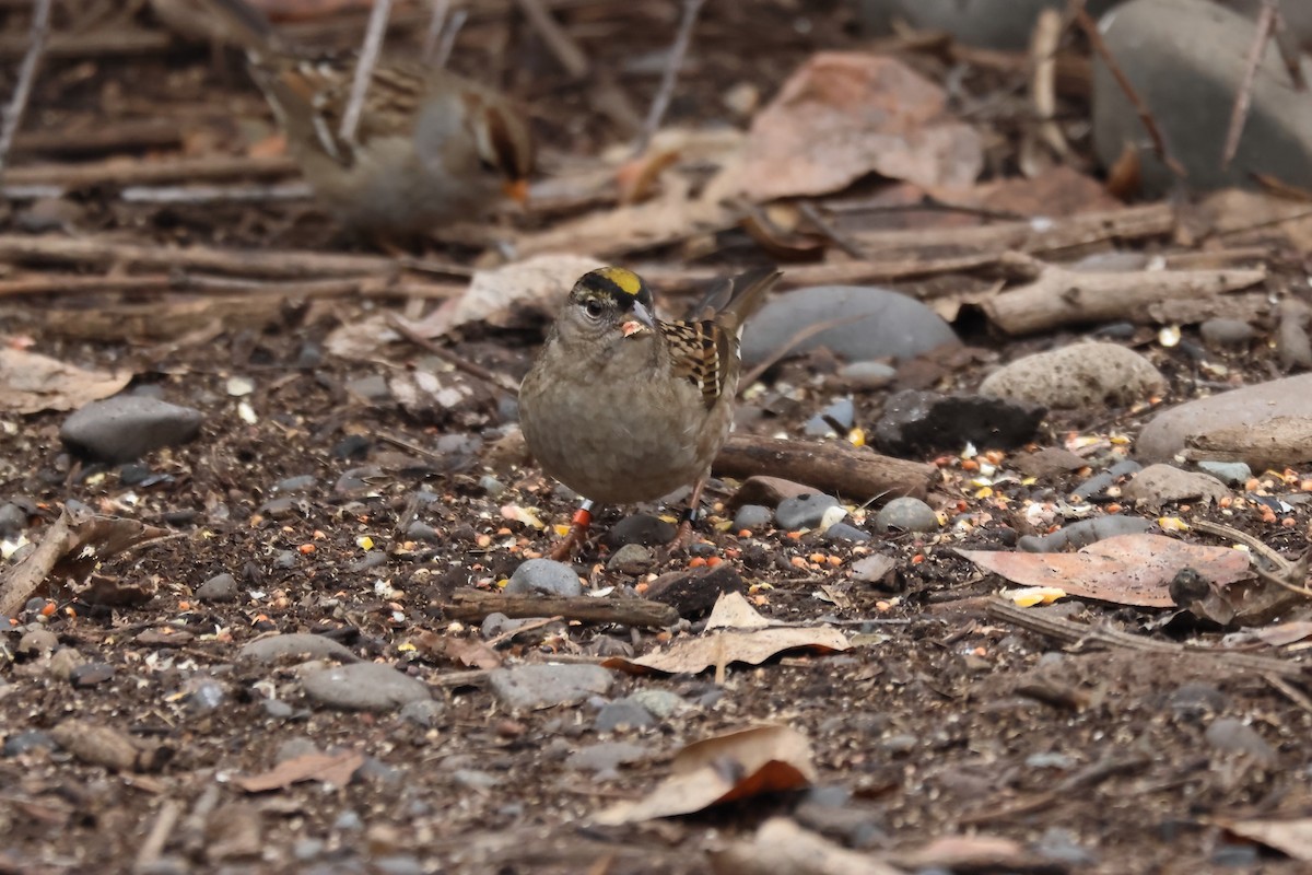 Golden-crowned Sparrow - ML645915718