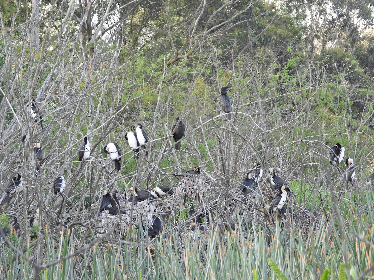 Little Pied Cormorant - ML645915719