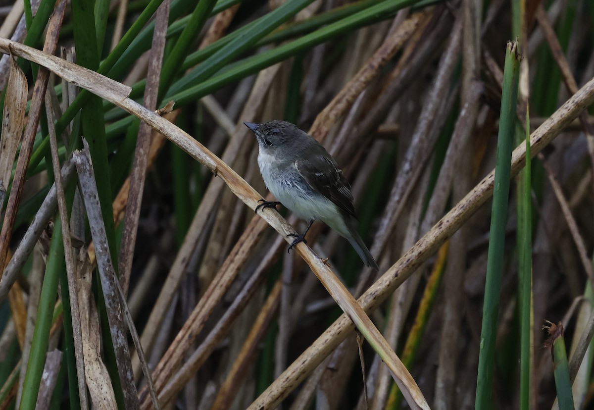 Mouse-gray Flycatcher - ML645915720