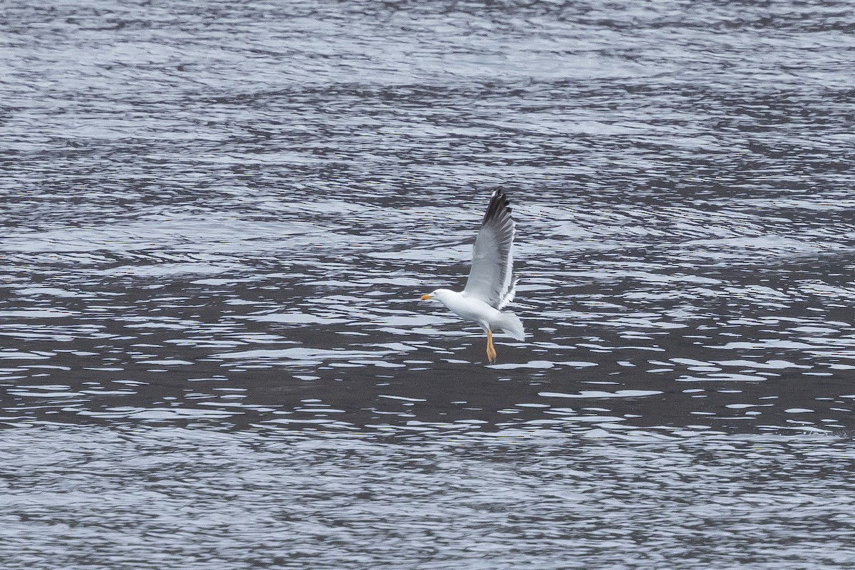 Büyük Kara Sırtlı Martı - ML645915721