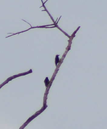 Yellow-tufted Woodpecker - ML645915722