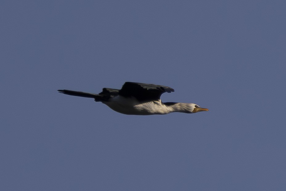 Little Pied Cormorant - ML645915723