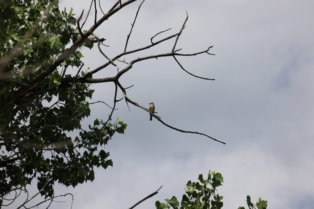 Western Kingbird - ML645915732
