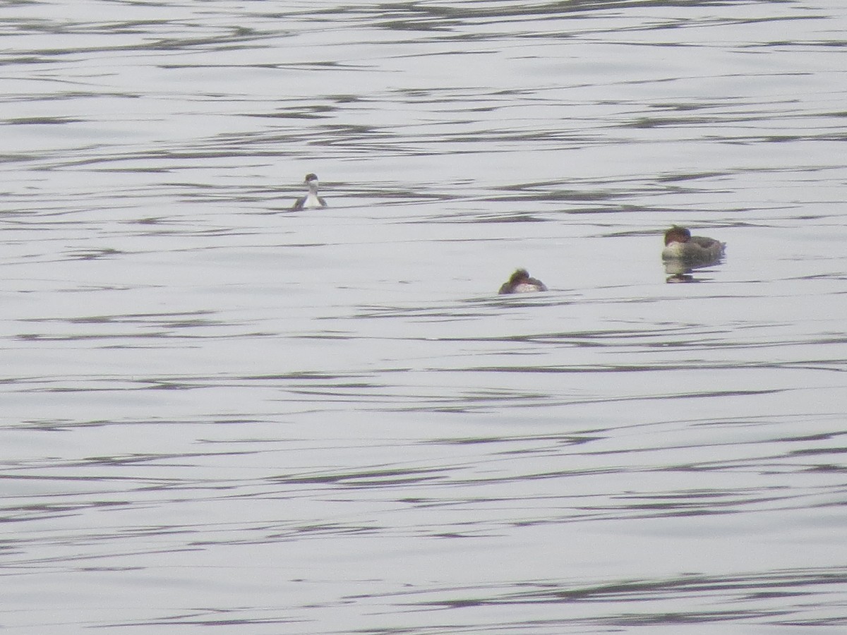 ミミカイツブリ - ML645915733