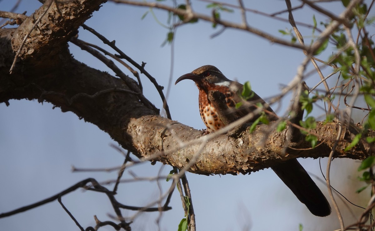 Subdesert Mesite - ML645915734