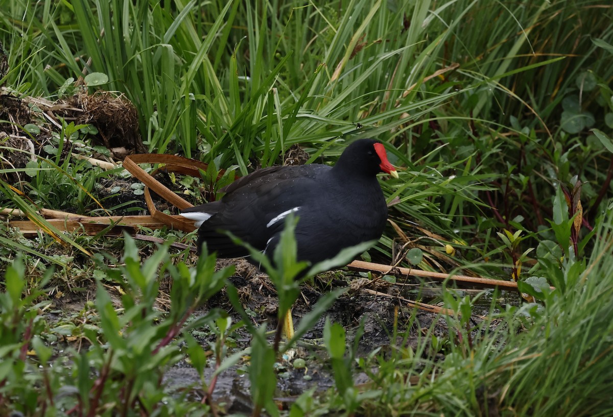 Курочка латиноамериканська - ML645915735