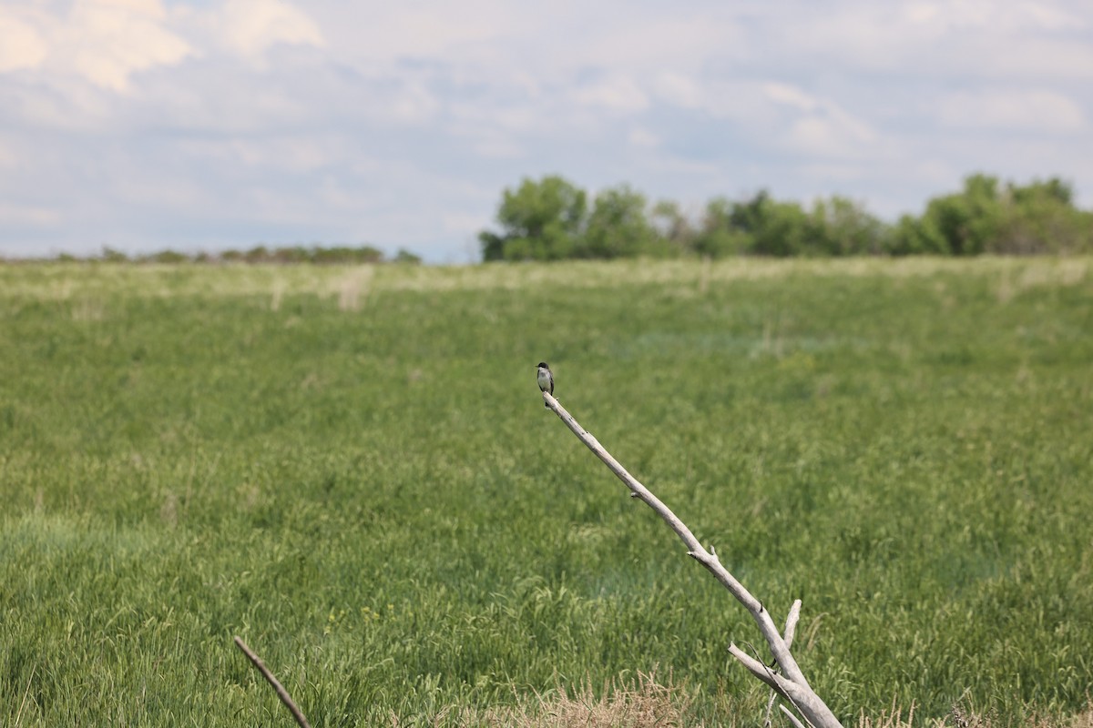 Tirano Oriental - ML645915738