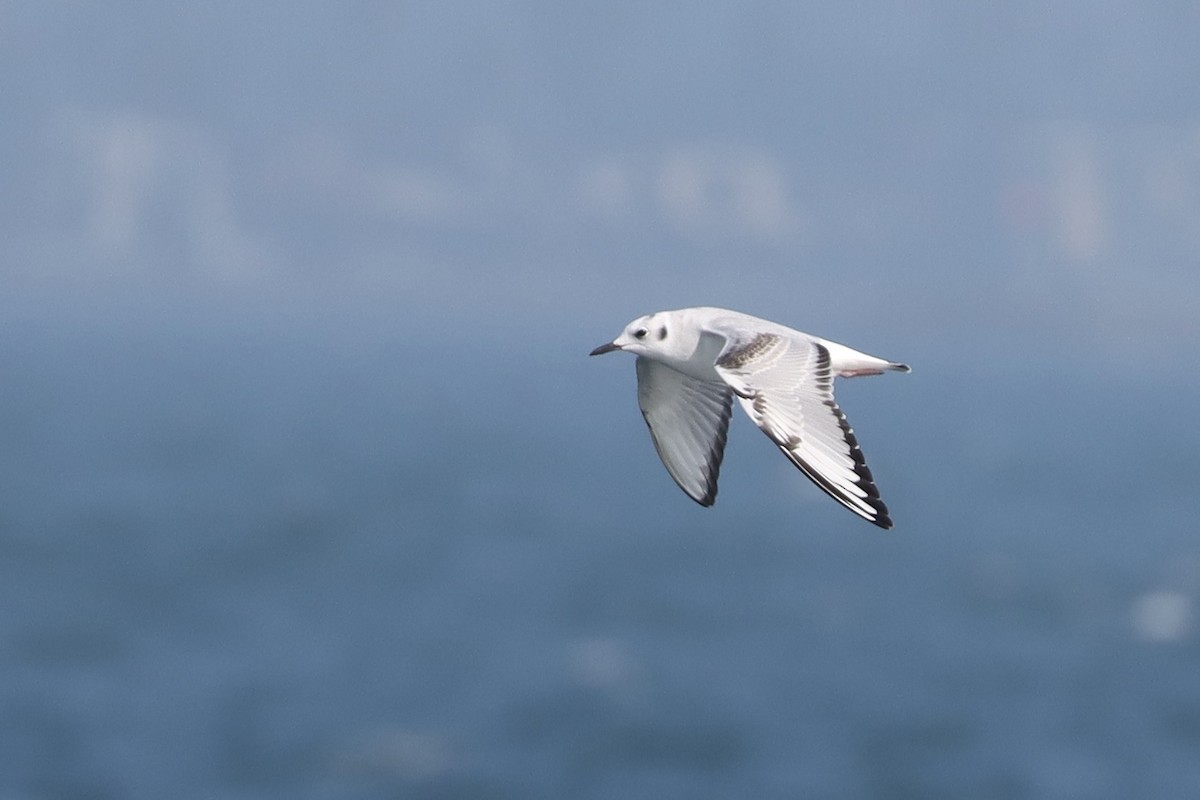 Gaviota de Bonaparte - ML645915743