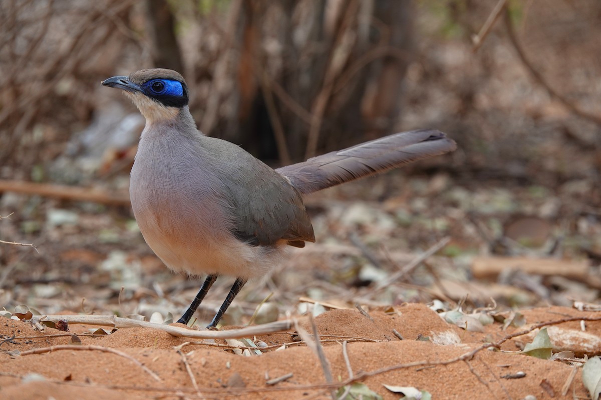 Olive-capped Coua - ML645915745