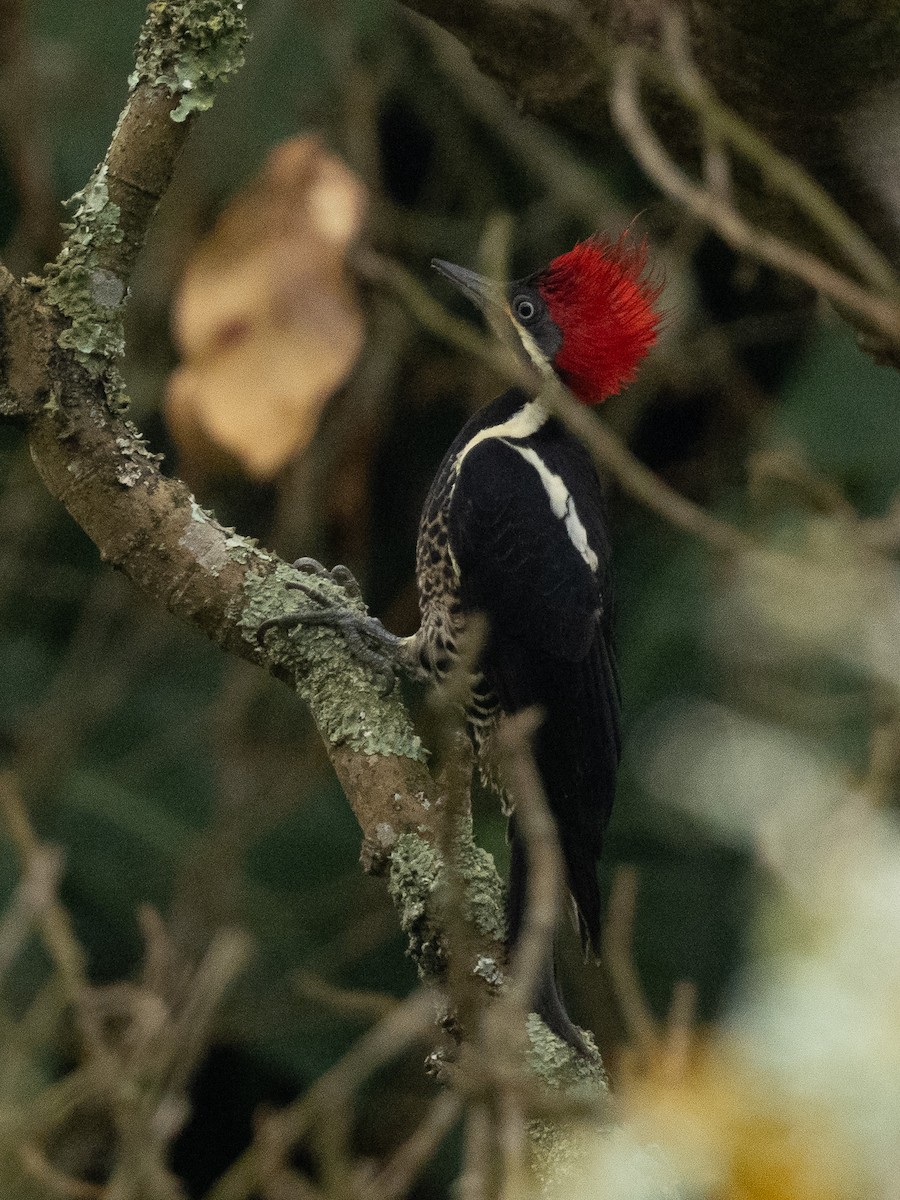 Lineated Woodpecker - ML645915746