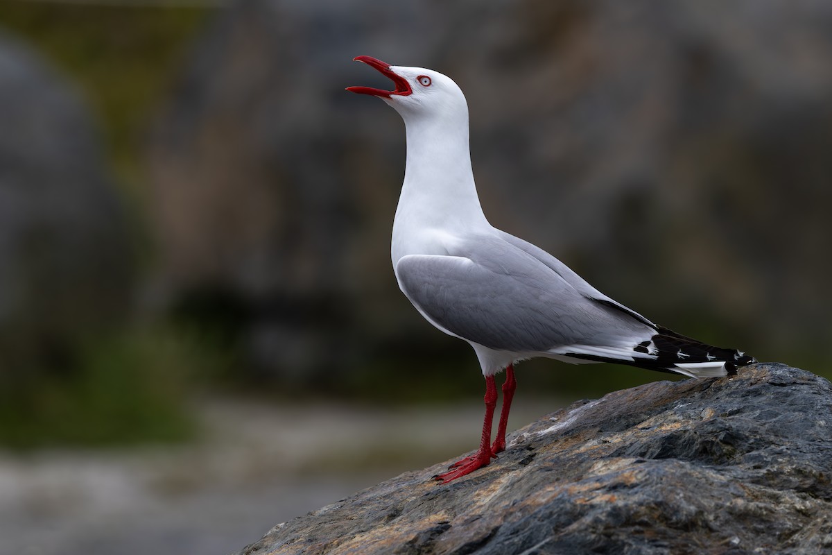 Silver Gull (Red-billed) - ML645915747