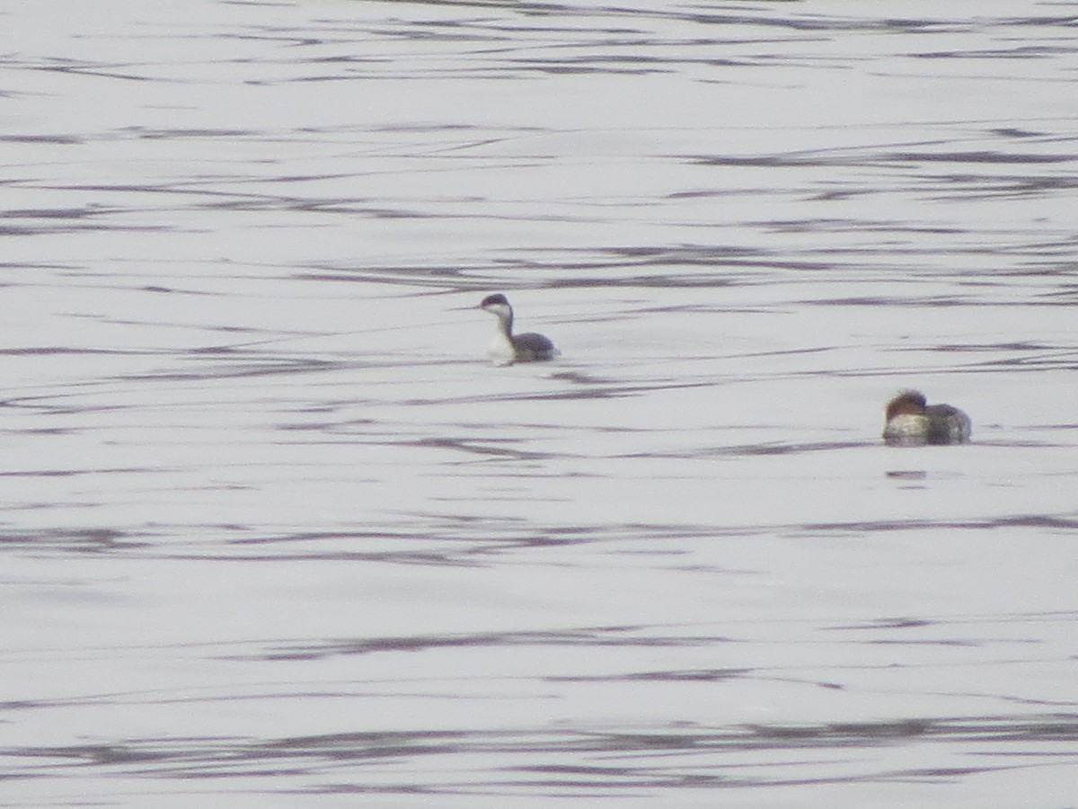 ミミカイツブリ - ML645915752