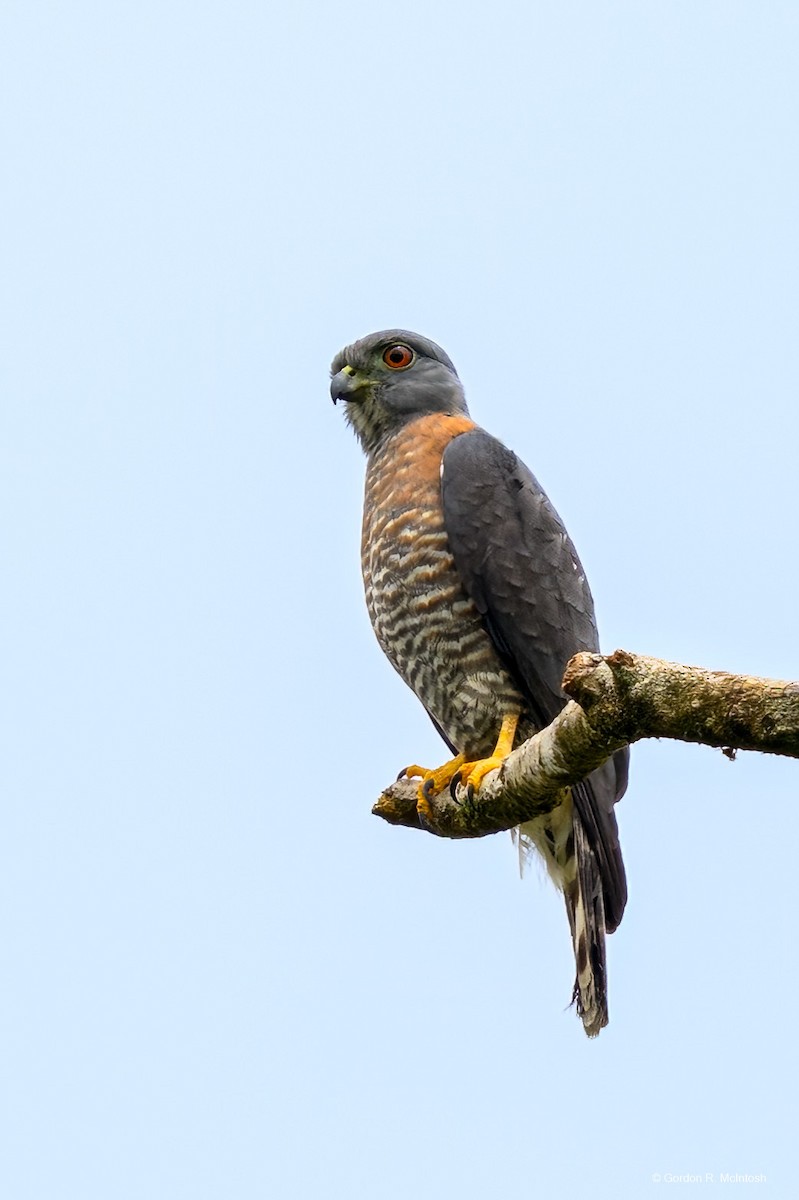 Double-toothed Kite - ML645915760