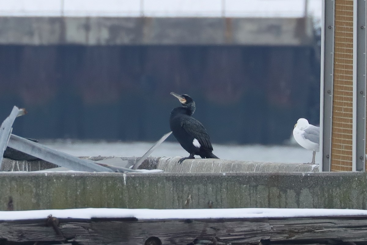 Great Cormorant - ML645915761