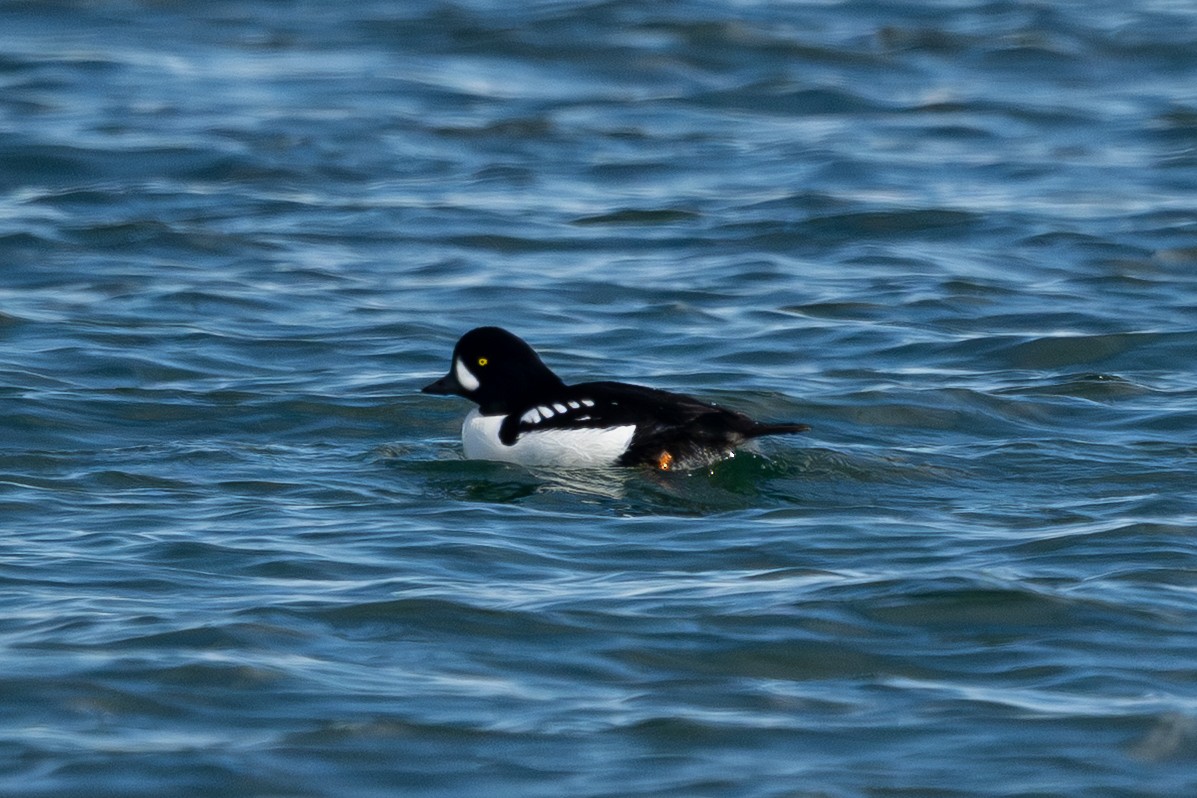 Barrow's Goldeneye - ML645915765