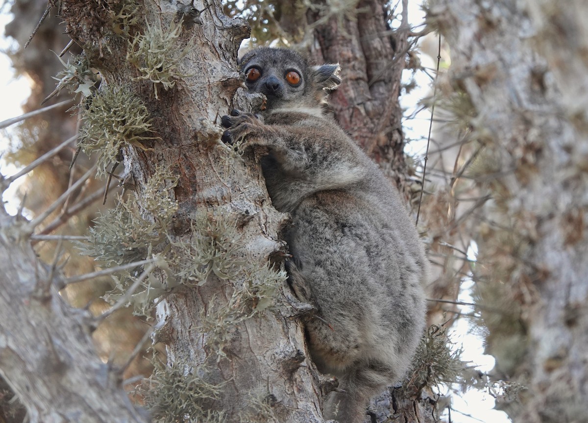 Petter's Sportive Lemur - ML645915767