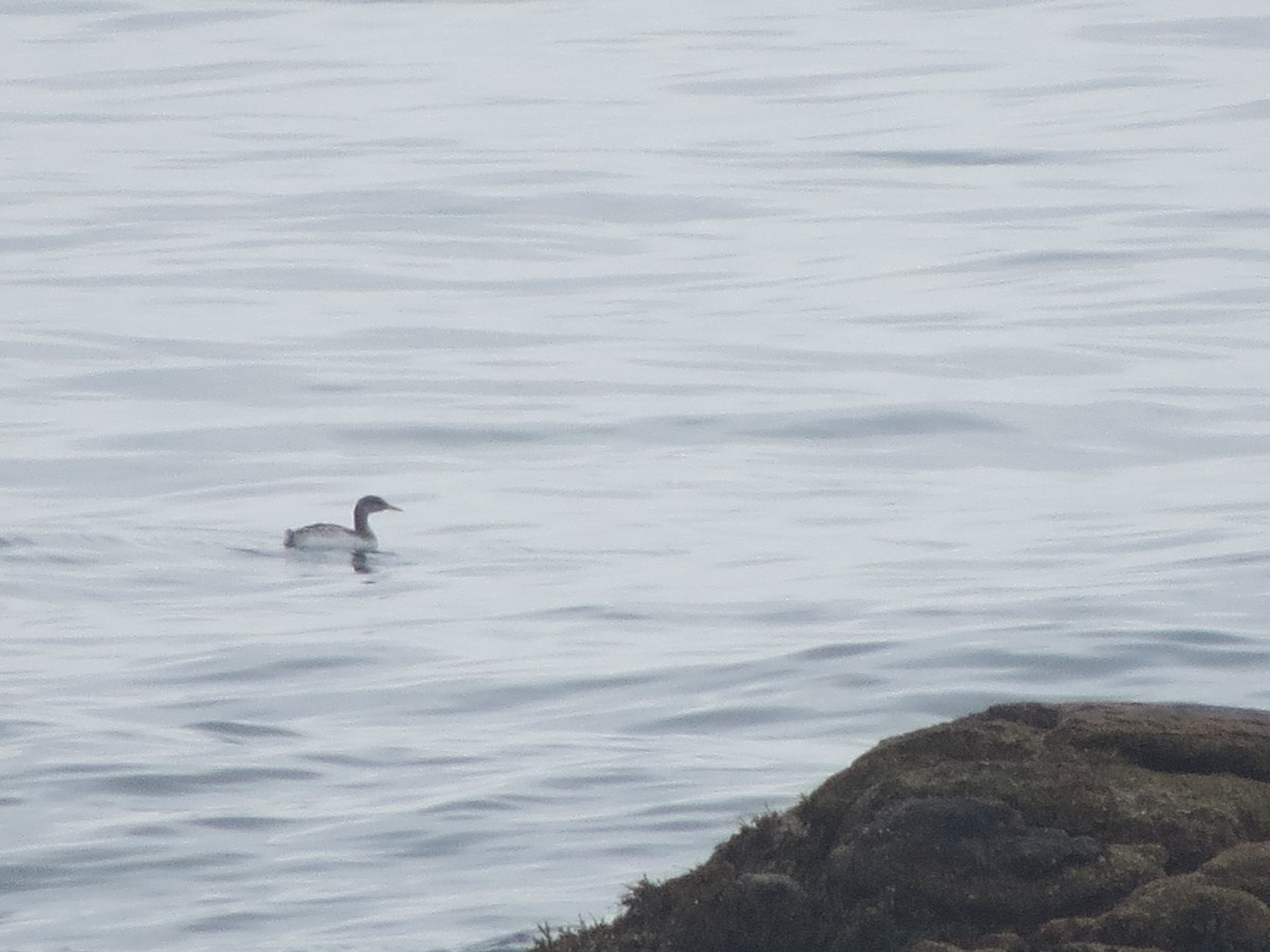 Somormujo Cuellirrojo - ML645915769